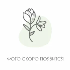 White orchid Title «CityFlowers Dubai» in Dubai»