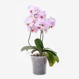 Pink orchid Title «CityFlowers Dubai» in Dubai»