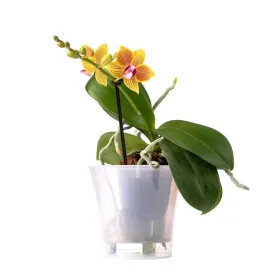 Yellow Orchid Title «CityFlowers Dubai» in Dubai»