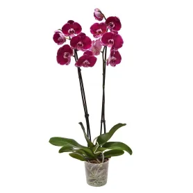 Purple Orchid Title «CityFlowers Dubai» in Dubai»