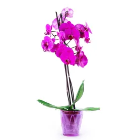 Fuchsia Orchid Title «CityFlowers Dubai» in Dubai»